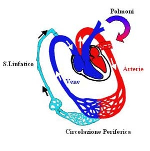 imagine cu sistema circolatorio